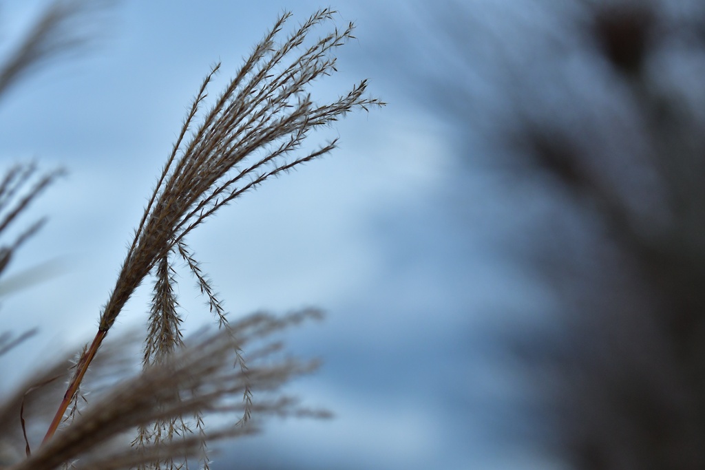 2018-12-07 France/Aix-Les-Bains/DSC_7863.JPG